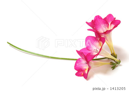 ピンクのフリージア 1413205