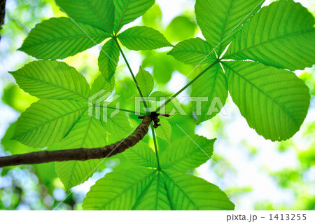 トチノキの若葉 トチノキの若葉 1413255