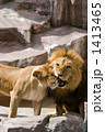 ライオンの親子 1413465