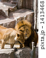 ライオンの親子 1413468