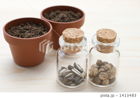 夏のたね 夏のたね 1413483