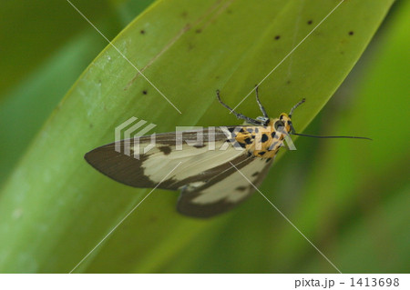 ホシヒトリモドキ 1413698