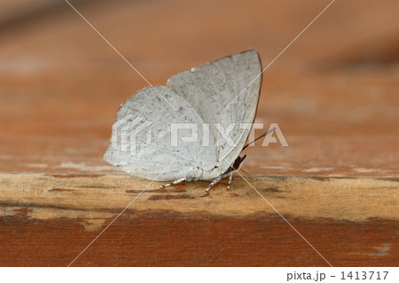 ウラギンシジミ 1413717