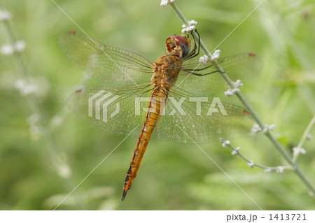 ウスバキトンボ ウスバキトンボ 1413721