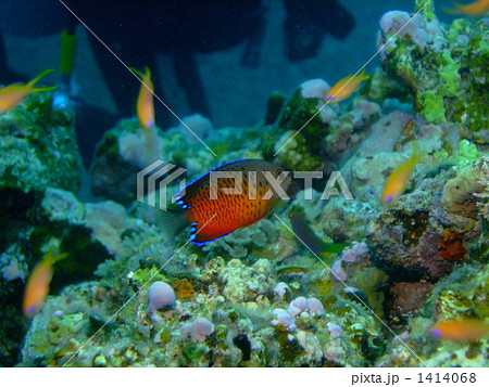キンギョハナダイ アカハラヤッコ 熱帯魚の写真素材
