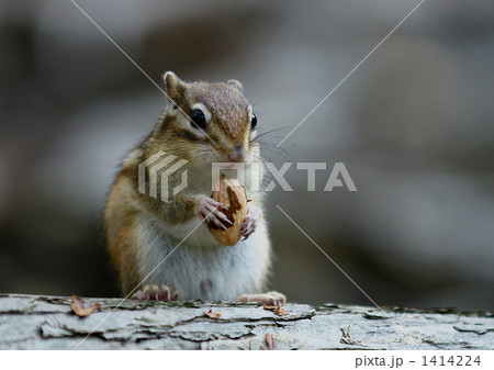 このどんぐり美味しいよ 1414224