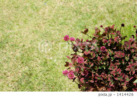 クローバーティントワイン クローバーティントワイン 1414426