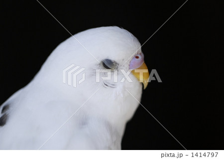 眠っているセキセイインコのアップ 眠っているセキセイインコのアップ 1414797