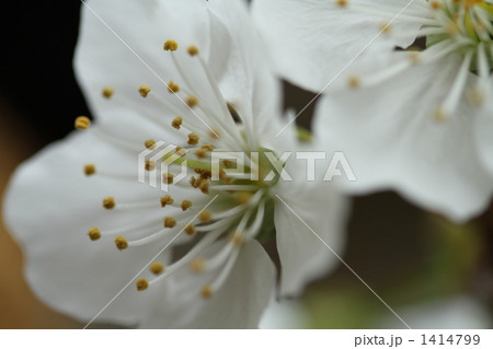 さくらんぼの花 雄しべ 接写の写真素材