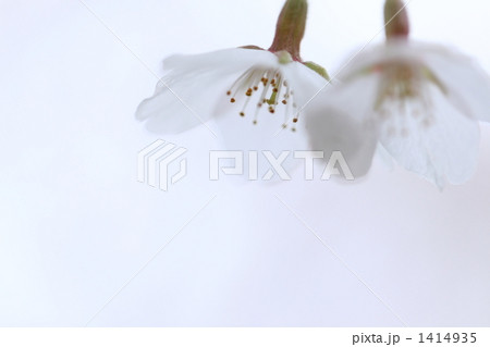雪色の桜 1414935