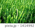 ６月の麦 1414992