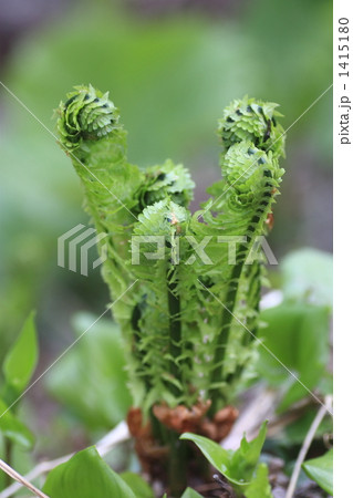 クサソテツ 1415180