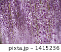 藤 1415236