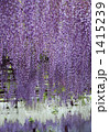 藤公園 1415239