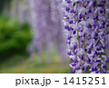 藤 1415251