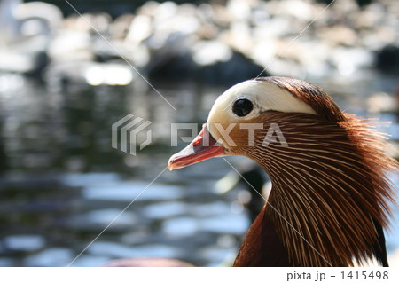 オシドリの横顔 1415498