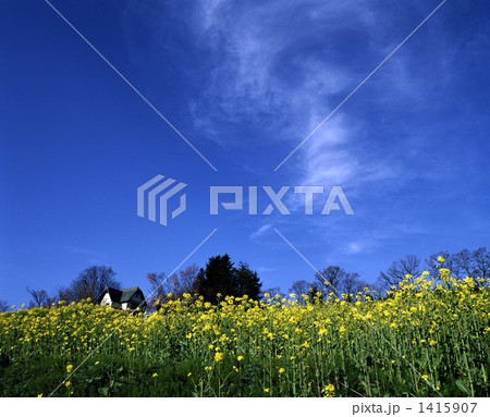 菜の花畑 1415907