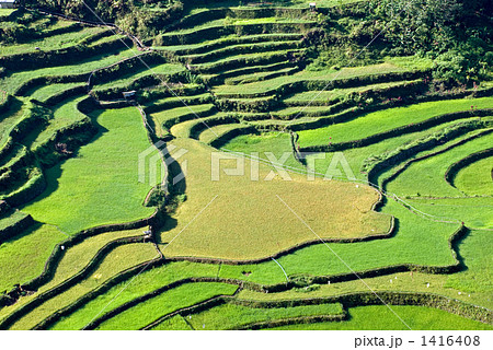 バンガアンの棚田 バンガアンの棚田 1416408