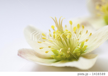 クリスマスローズ 1416589