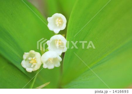 スズラン 1416693