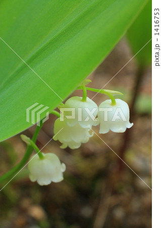 スズラン スズラン 1416753