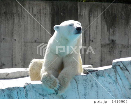 動物園にて 1416902