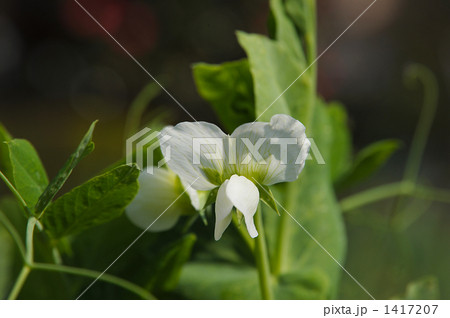 さやえんどうの花(左手側右目用) さやえんどうの花(左手側右目用) 1417207