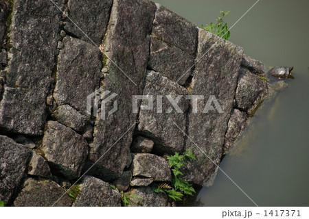 石垣の亀 1417371