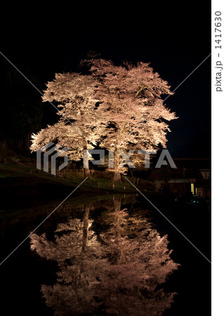 苗代桜 苗代桜 1417630