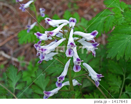 白い花もあるムラサキケマン 1417643