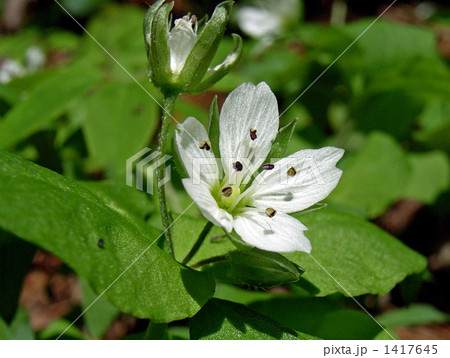 小さな白い花ワダソウ 1417645
