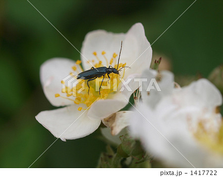 ノイバラとハナカミキリ 1417722