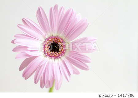 ピンクガーベラ 品種名 リトルカーリンの写真素材