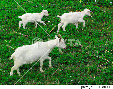 ヤギの親子 ヤギの親子 1418044