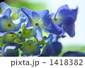 紫陽花 1418382