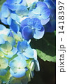 紫陽花 1418397
