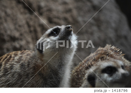 日本平動物園 1418796