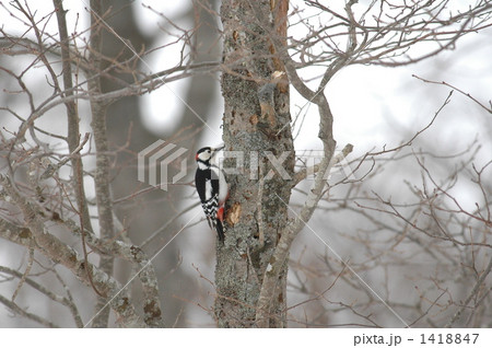 アカゲラ（キツツキの一種） 1418847