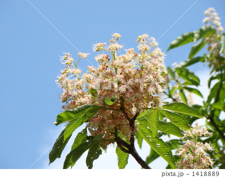トチノキの花 1418889