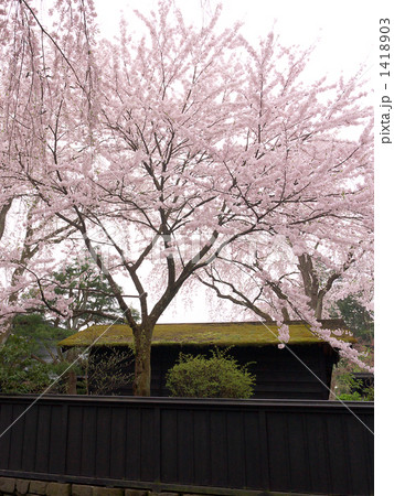 みちのく小京都角館の武家屋敷の塀と桜 1418903