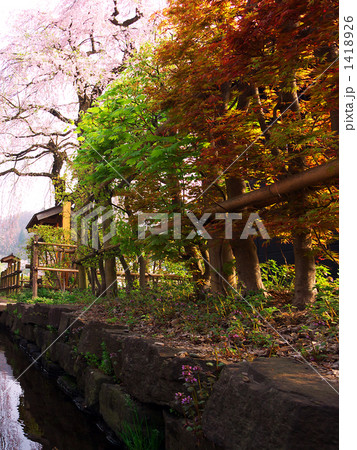角館の生け垣と枝垂れ桜 1418926