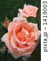 夢と言う名前の薔薇 1419003