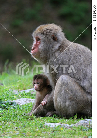 猿の親子 猿の親子 1419005