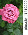 ブルーパフュームと言う名前の薔薇 1419009