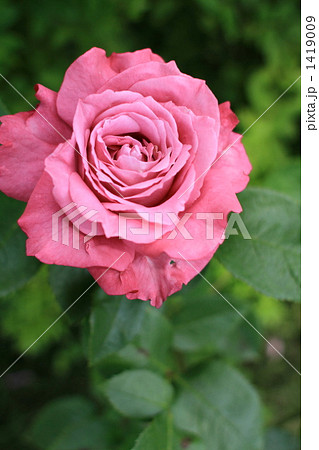 ブルーパフュームと言う名前の薔薇 ブルーパフュームと言う名前の薔薇 1419009