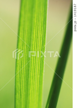1419187