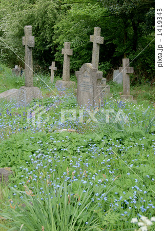 忘れな草が咲くイギリスの古い墓地 1419343