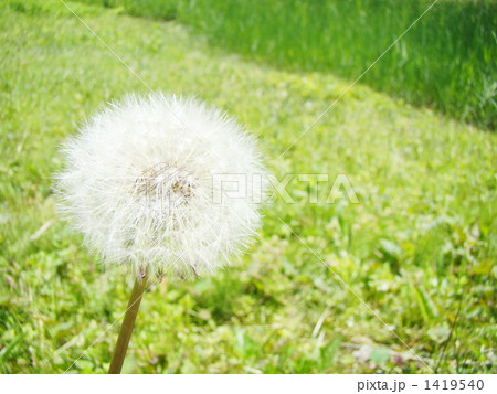 タンポポ綿毛 1419540