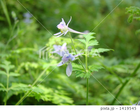 セリバヒエンソウ セリバヒエンソウ 1419545