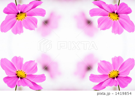 コスモスの背景 コスモスの背景 1419854